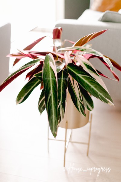 CALATHEA-triostar-entretien