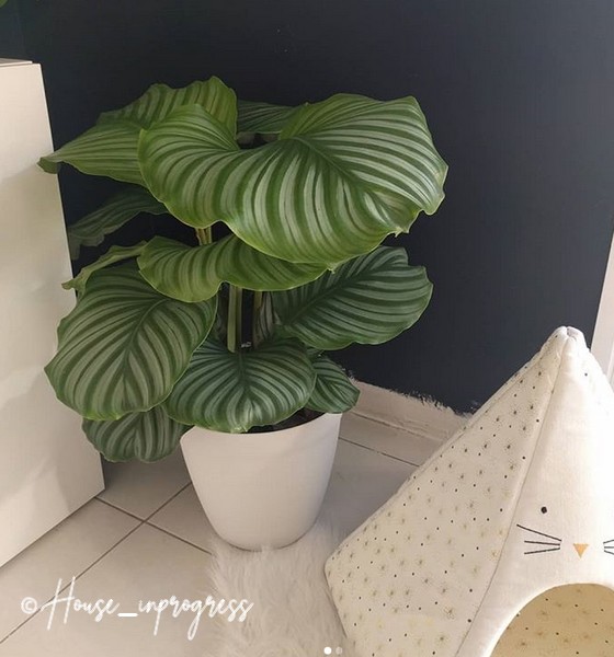 calathea-orbifalia