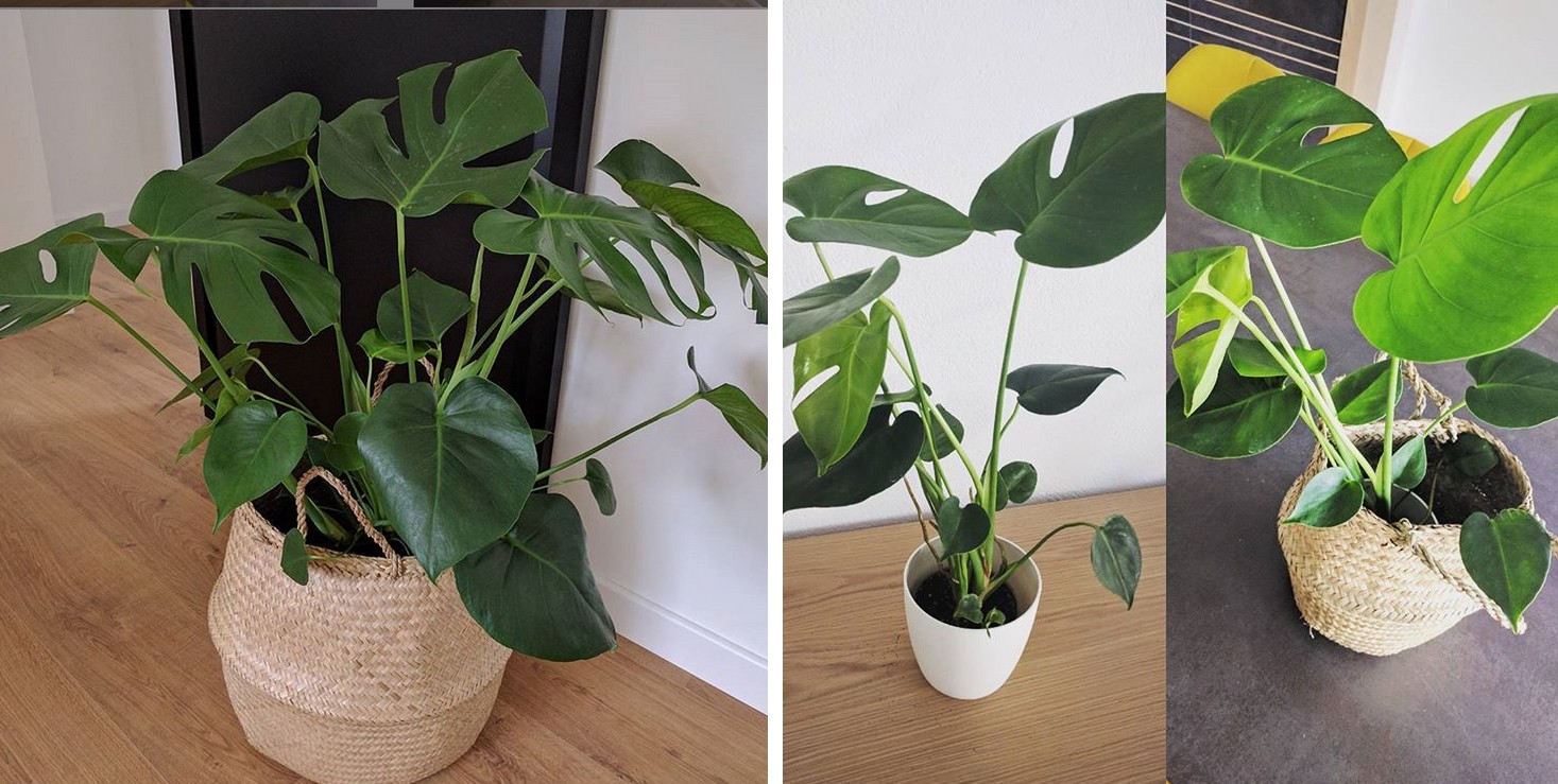 monstera-deliciosa
