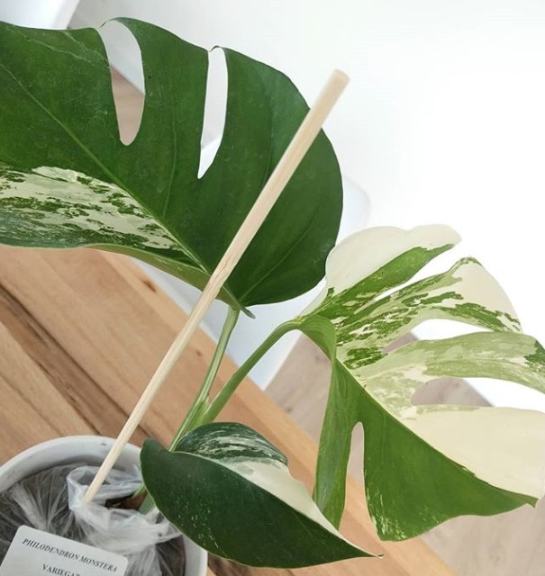 monstera-variegata